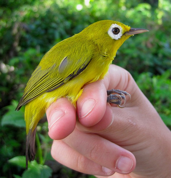 The little white-eye bird plays a dramatic role in the opening section, The Vegetarian.