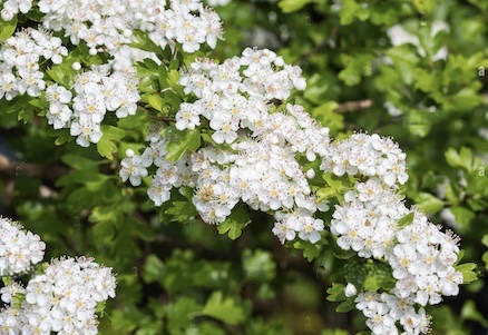 Whitethorn blossoms, a harbinger of certain death appear in the title story.